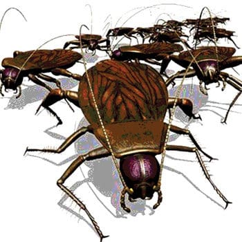 The Impact Of Pests On Food Safety The Impact Of Pests On Food Safety