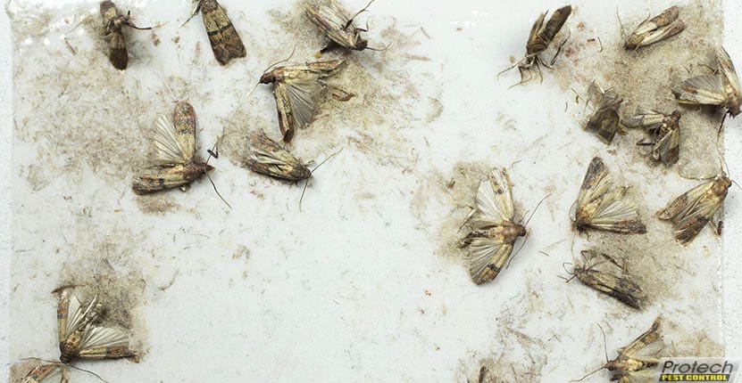 The Impact Of Pests On Food Safety The Impact Of Pests On Food Safety