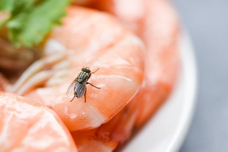 The Impact Of Pests On Food Safety The Impact Of Pests On Food Safety