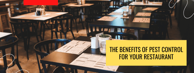 The Importance Of Regular Pest Control In Restaurants The Importance Of Regular Pest Control In Restaurants
