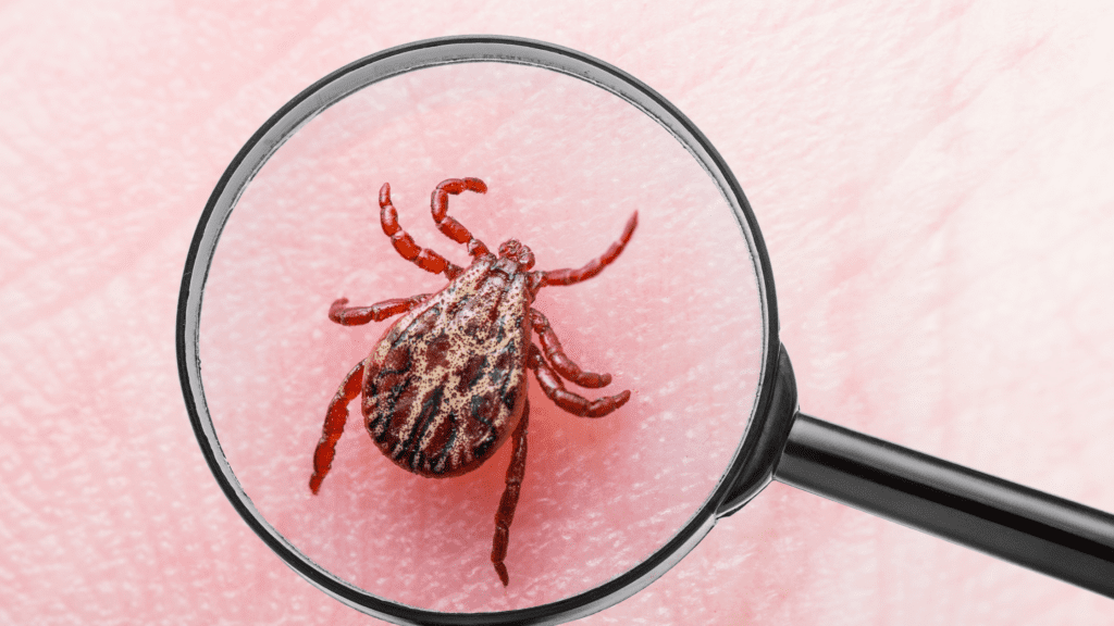 The Importance Of Regular Pest Inspections For Businesses The Importance Of Regular Pest Inspections For Businesses