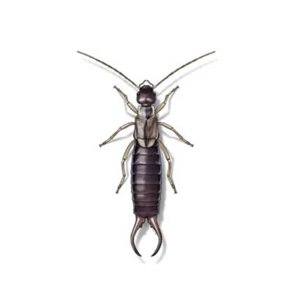 The Intricacies Of Earwig Behavior And Control