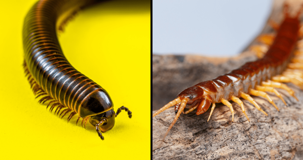 The Intriguing World Of Centipedes And Millipedes The Intriguing World Of Centipedes And Millipedes