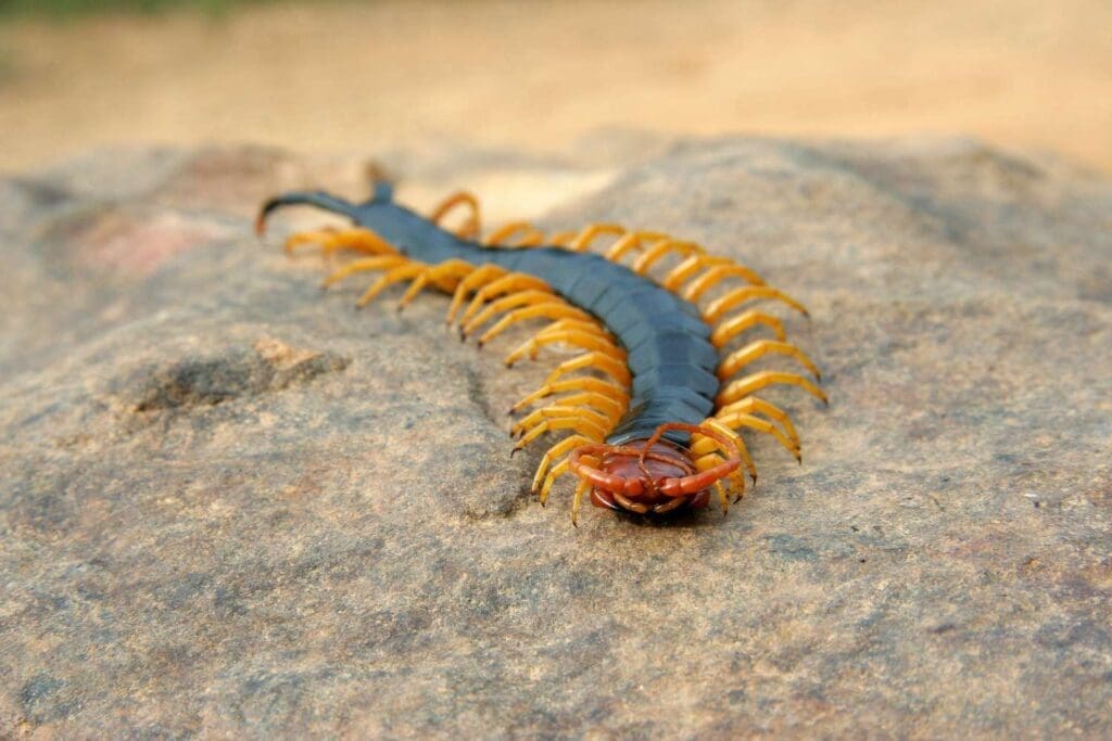 The Intriguing World Of Centipedes And Millipedes The Intriguing World Of Centipedes And Millipedes