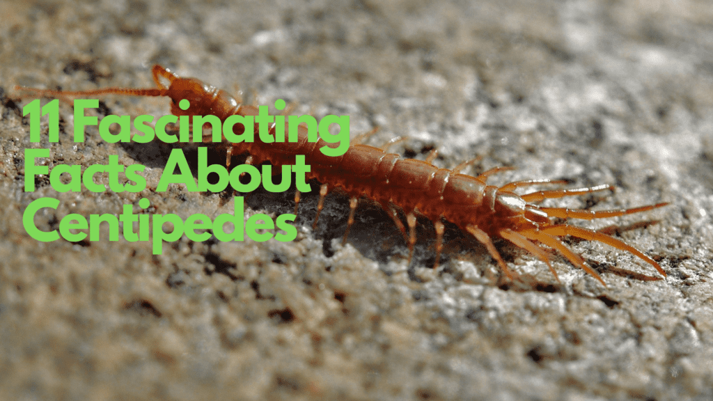 The Intriguing World Of Centipedes And Millipedes The Intriguing World Of Centipedes And Millipedes