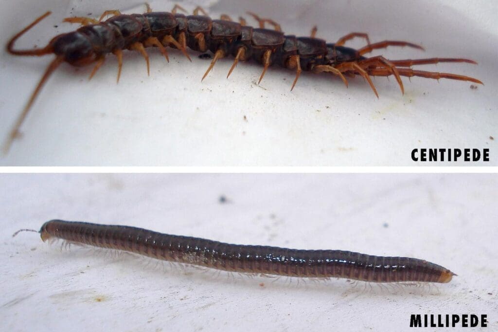 The Intriguing World Of Centipedes And Millipedes The Intriguing World Of Centipedes And Millipedes