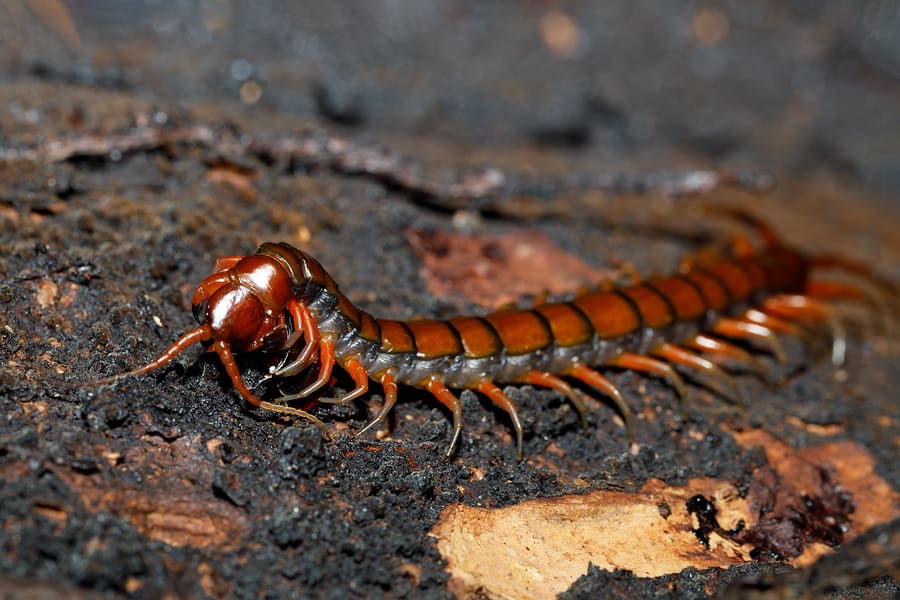 The Intriguing World Of Centipedes And Millipedes The Intriguing World Of Centipedes And Millipedes