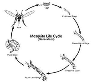 The Modern Approach To Mosquito Control In Homes The Modern Approach To Mosquito Control In Homes