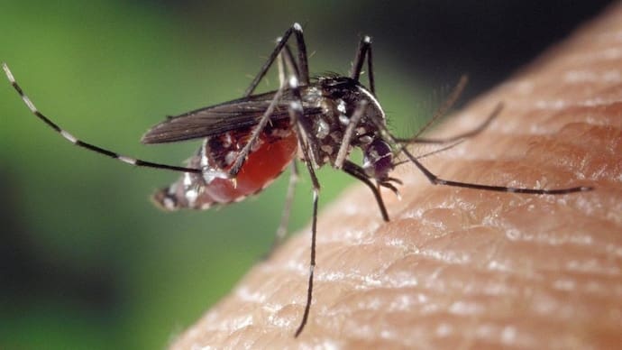 The Modern Approach To Mosquito Control In Homes The Modern Approach To Mosquito Control In Homes