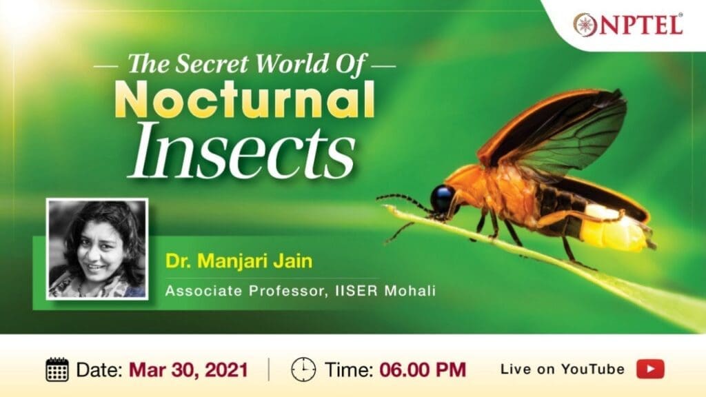 The Mysterious World Of Nocturnal Pests The Mysterious World Of Nocturnal Pests
