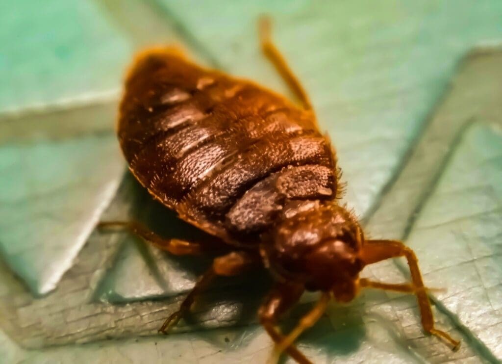 The Mysterious World Of Nocturnal Pests The Mysterious World Of Nocturnal Pests