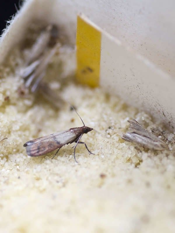 The Mysterious World Of Nocturnal Pests The Mysterious World Of Nocturnal Pests