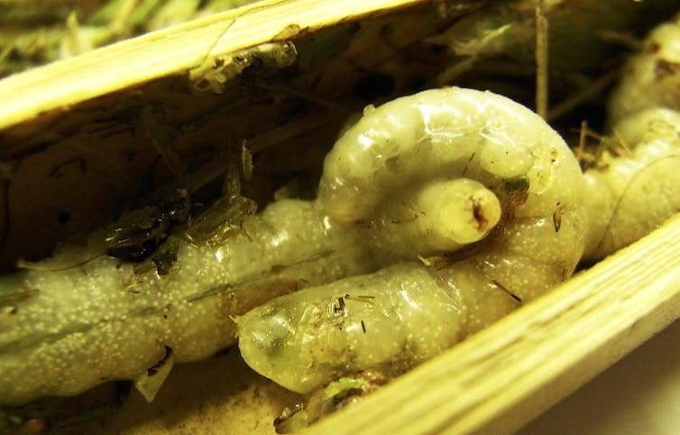The Mystery Of Solitary Pests The Mystery Of Solitary Pests