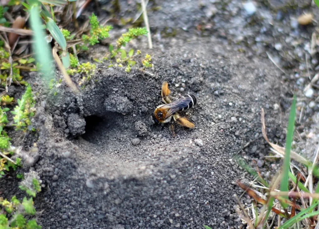 The Mystery Of Solitary Pests The Mystery Of Solitary Pests