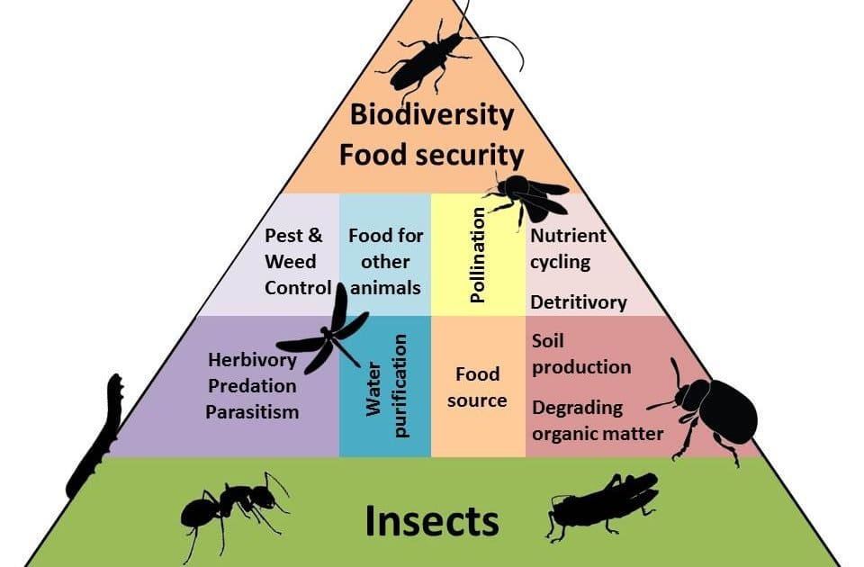 The Mystery Of Solitary Pests The Mystery Of Solitary Pests