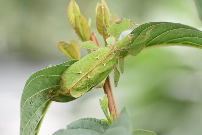The Mystery Of Solitary Pests The Mystery Of Solitary Pests