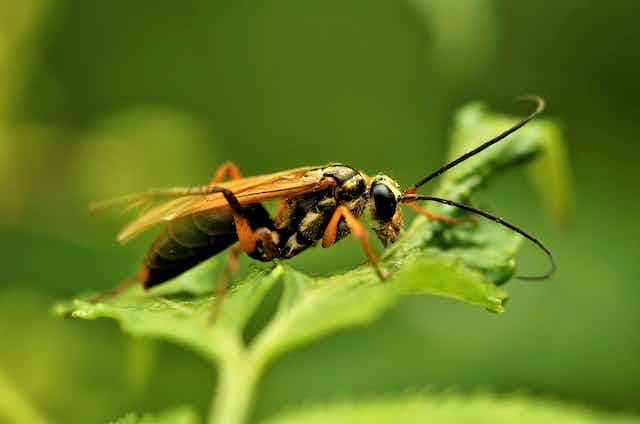 The Mystery Of Solitary Pests The Mystery Of Solitary Pests