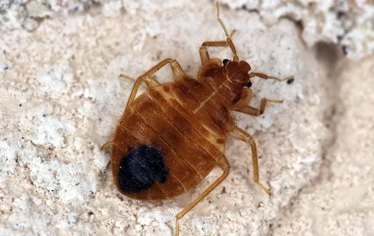The Mythology Of Pests The Mythology Of Pests