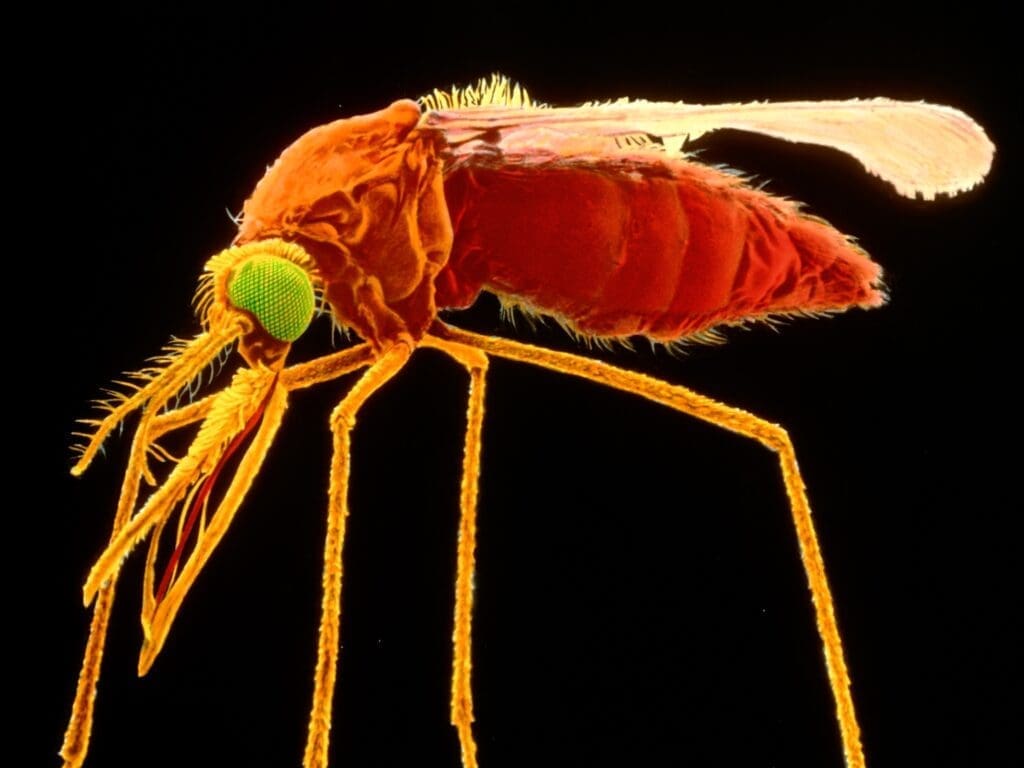 The Oily Odor Mystery: Which Pest Is Responsible? The Oily Odor Mystery: Which Pest Is Responsible?