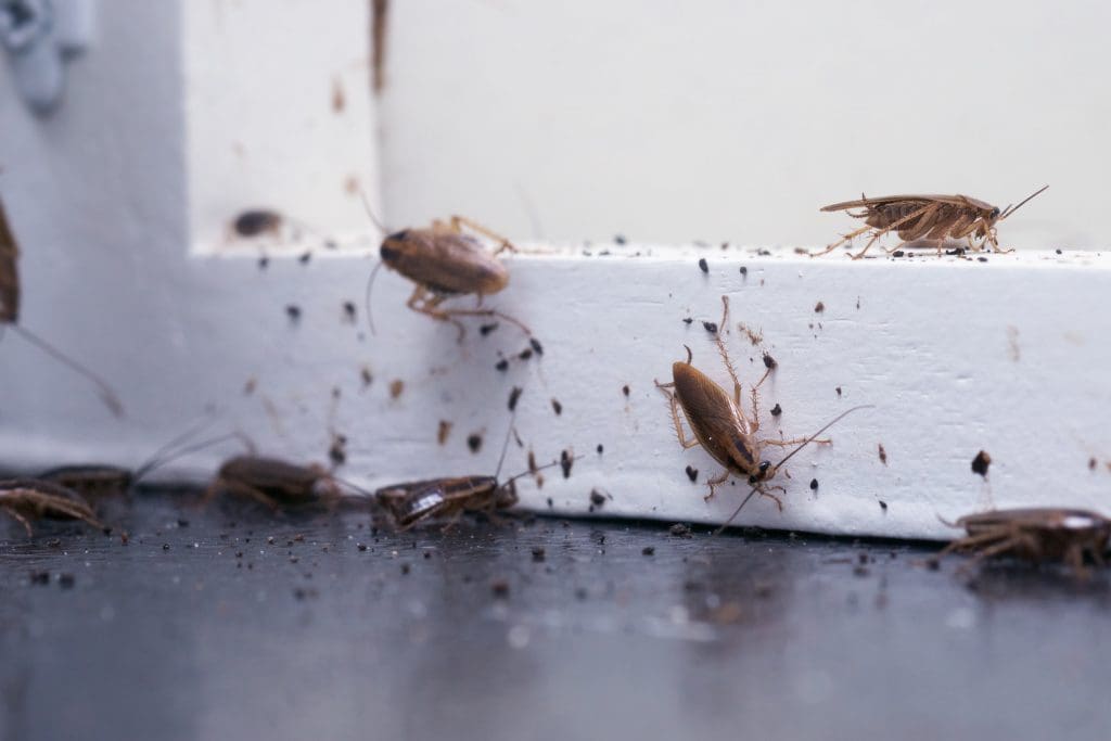 The Oily Odor Mystery: Which Pest Is Responsible? The Oily Odor Mystery: Which Pest Is Responsible?
