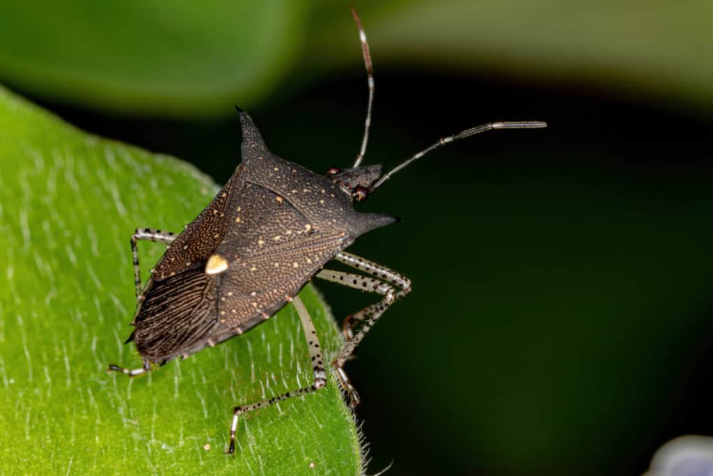 The Oily Odor Mystery: Which Pest Is Responsible? The Oily Odor Mystery: Which Pest Is Responsible?
