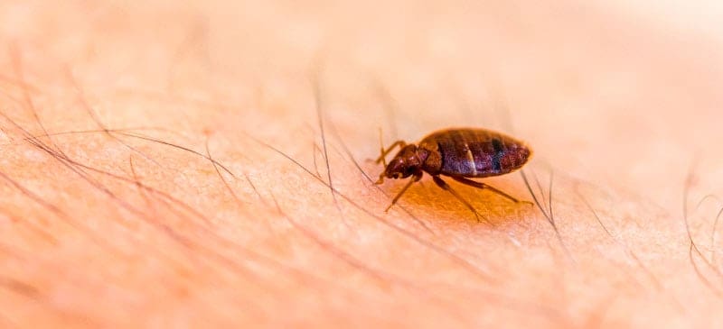 The Oily Odor Mystery: Which Pest Is Responsible? The Oily Odor Mystery: Which Pest Is Responsible?