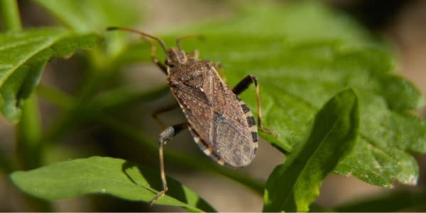The Oily Odor Mystery: Which Pest Is Responsible? The Oily Odor Mystery: Which Pest Is Responsible?