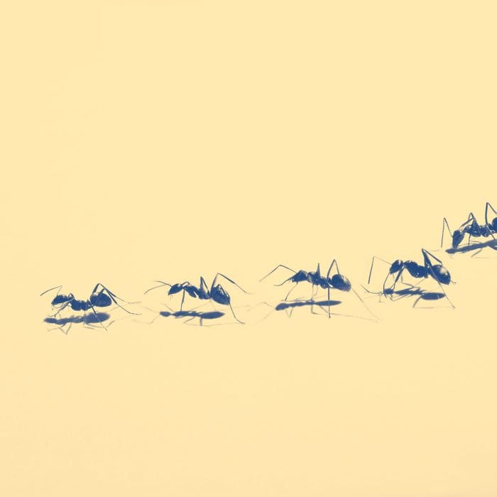 The Psychology Behind Fear Of Pests The Psychology Behind Fear Of Pests