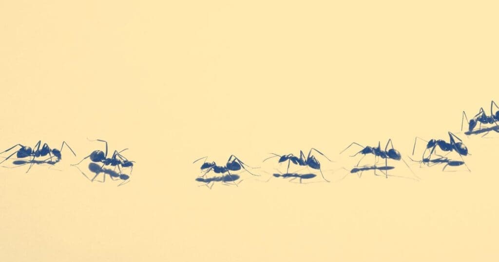 The Psychology Behind Fear Of Pests The Psychology Behind Fear Of Pests