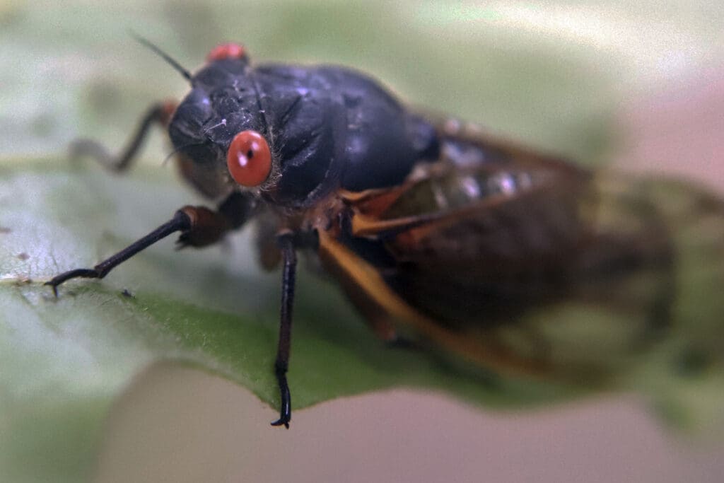The Psychology Behind Fear Of Pests The Psychology Behind Fear Of Pests