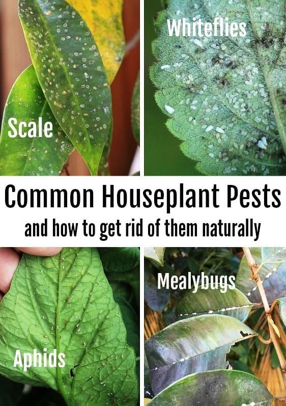 The Relationship Between Pests And House Plants The Relationship Between Pests And House Plants