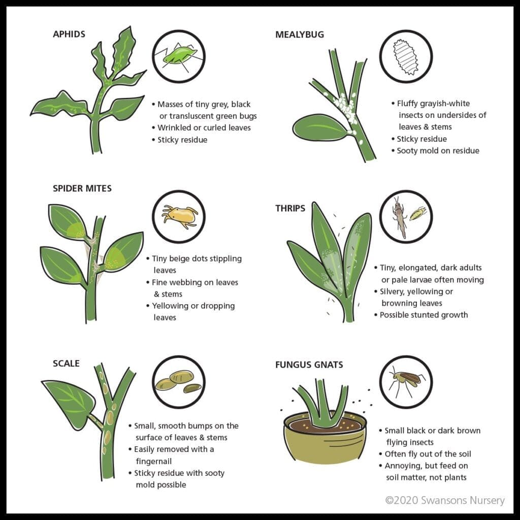 The Relationship Between Pests And House Plants The Relationship Between Pests And House Plants