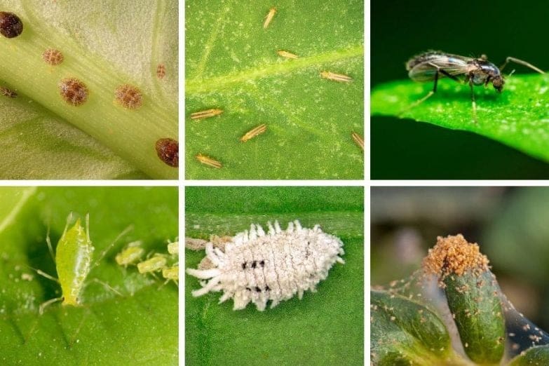 The Relationship Between Pests And House Plants The Relationship Between Pests And House Plants