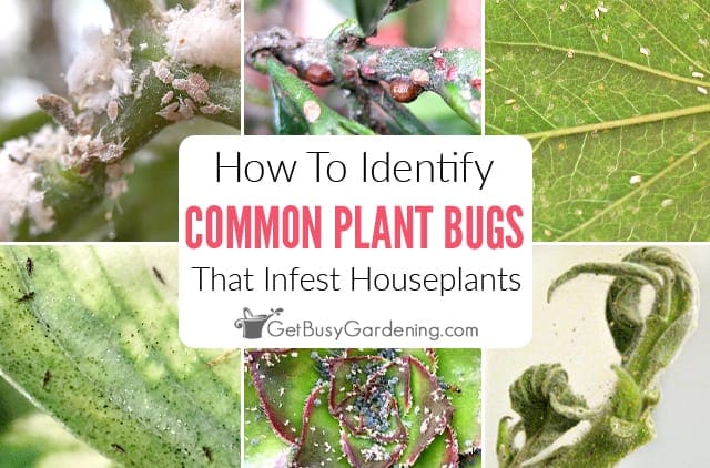 The Relationship Between Pests And House Plants The Relationship Between Pests And House Plants