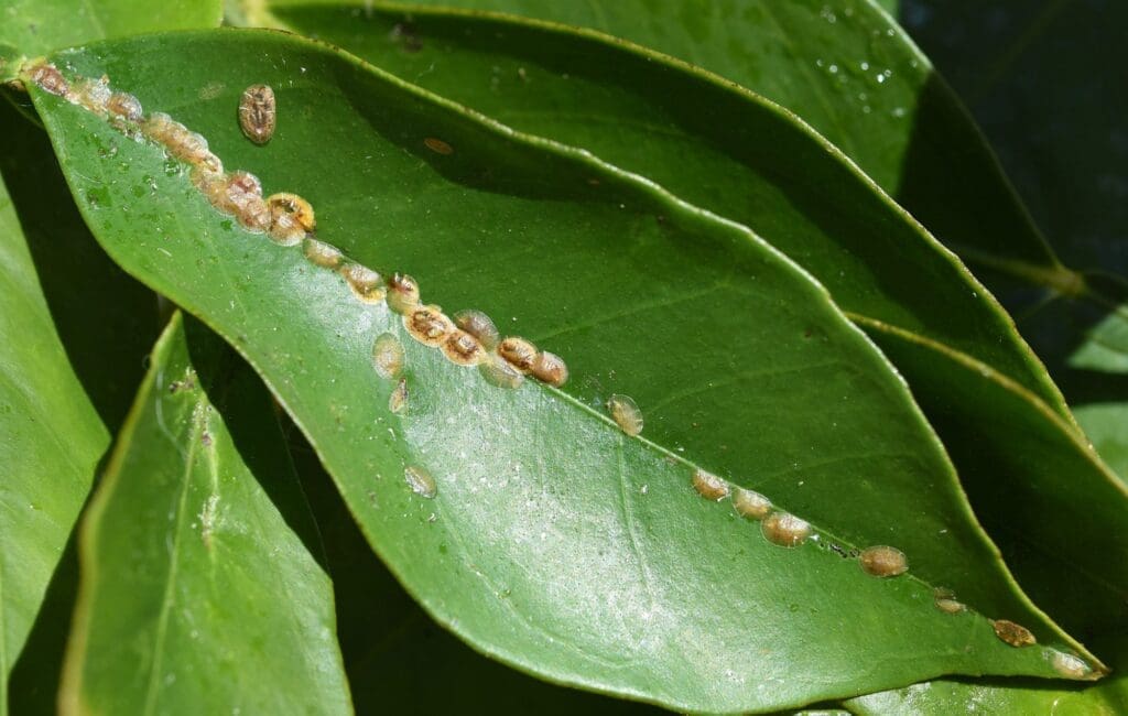 The Relationship Between Pests And House Plants The Relationship Between Pests And House Plants