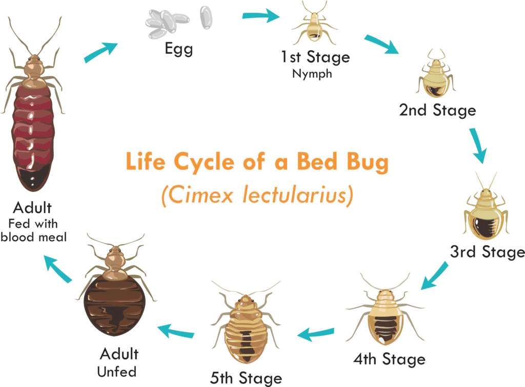 The Rise Of Bed Bugs: Causes And Solutions The Rise Of Bed Bugs: Causes And Solutions