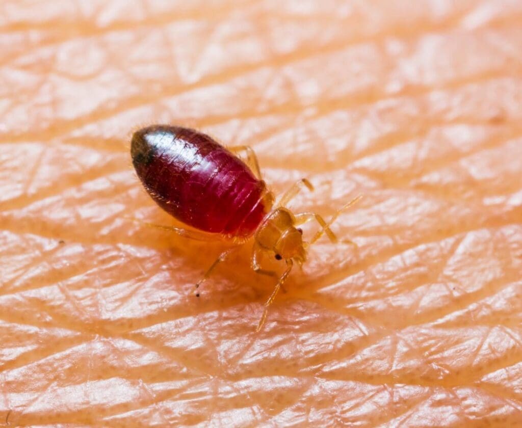 The Rise Of Bed Bugs: Causes And Solutions The Rise Of Bed Bugs: Causes And Solutions