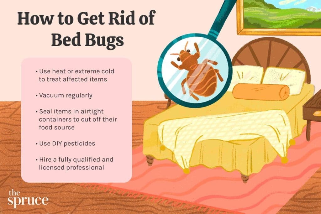The Rise Of Bed Bugs: Causes And Solutions The Rise Of Bed Bugs: Causes And Solutions