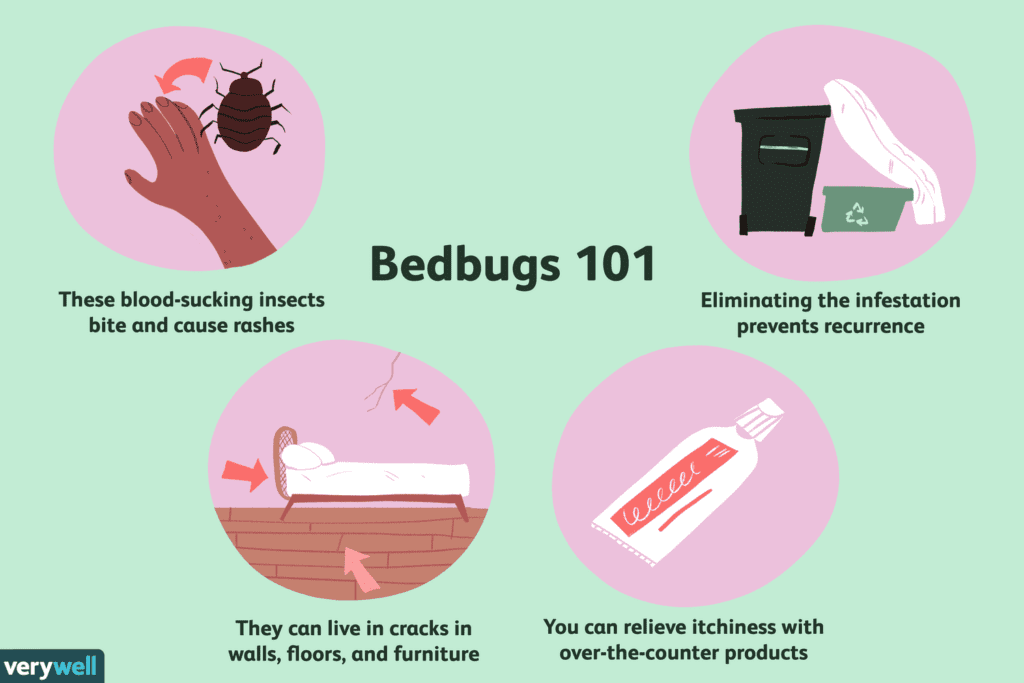 The Rise Of Bed Bugs: Causes And Solutions The Rise Of Bed Bugs: Causes And Solutions