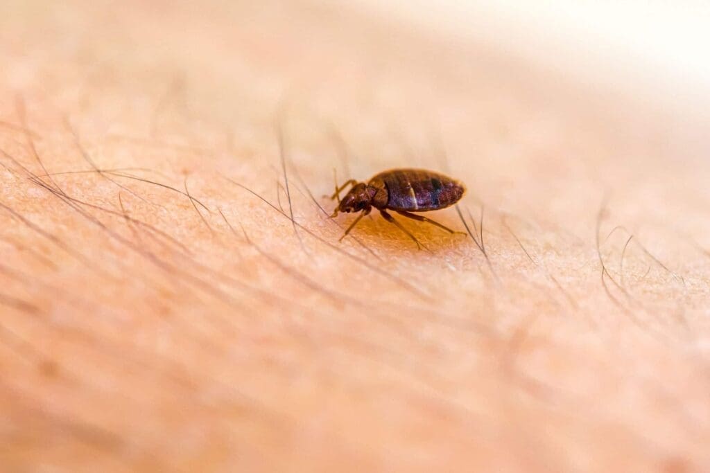 The Rise Of Bed Bugs: Causes And Solutions The Rise Of Bed Bugs: Causes And Solutions