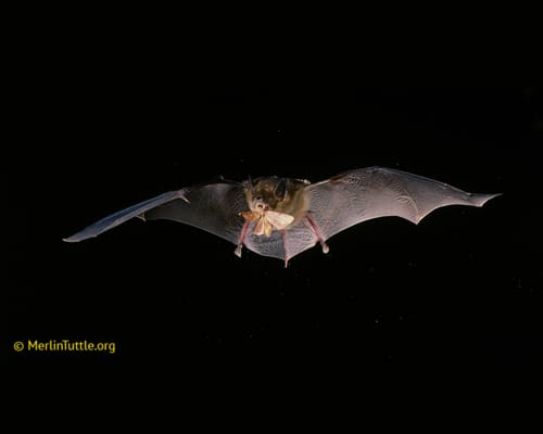 The Role Of Bats In Natural Pest Control The Role Of Bats In Natural Pest Control