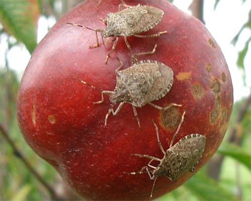 The Role Of Bats In Natural Pest Control The Role Of Bats In Natural Pest Control