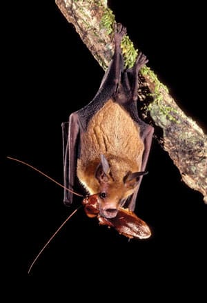 The Role Of Bats In Natural Pest Control The Role Of Bats In Natural Pest Control