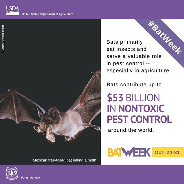 The Role Of Bats In Natural Pest Control The Role Of Bats In Natural Pest Control