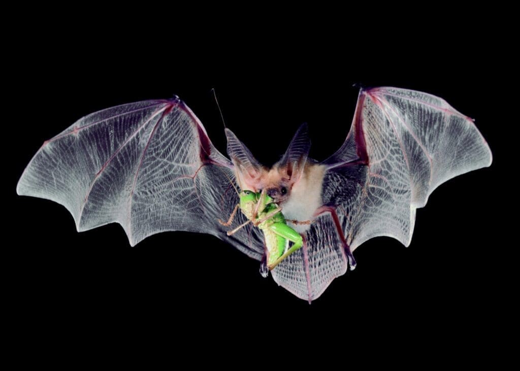 The Role Of Bats In Natural Pest Control The Role Of Bats In Natural Pest Control
