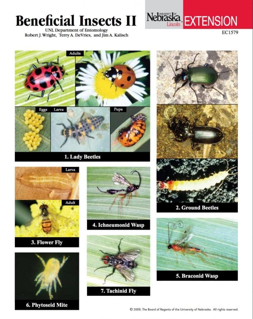 The Role Of Beneficial Insects In Pest Management The Role Of Beneficial Insects In Pest Management