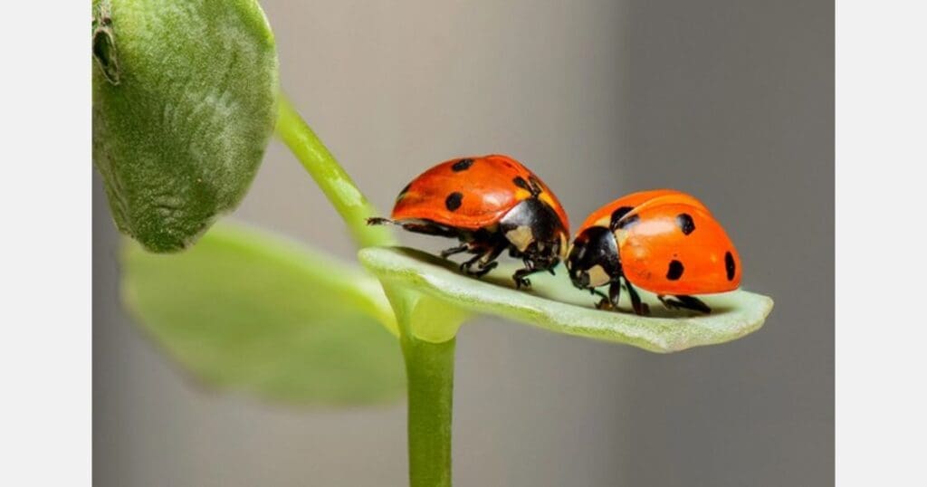 The Role Of Beneficial Insects In Pest Management The Role Of Beneficial Insects In Pest Management