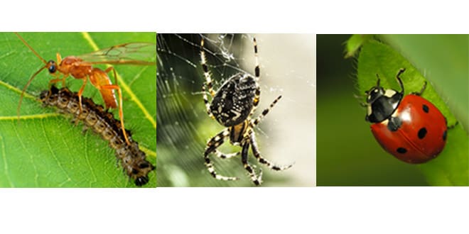 The Role Of Beneficial Insects In Pest Management The Role Of Beneficial Insects In Pest Management