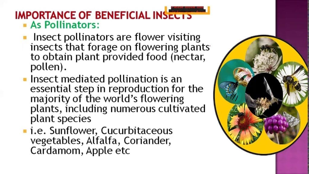 The Role Of Beneficial Insects In Pest Management The Role Of Beneficial Insects In Pest Management