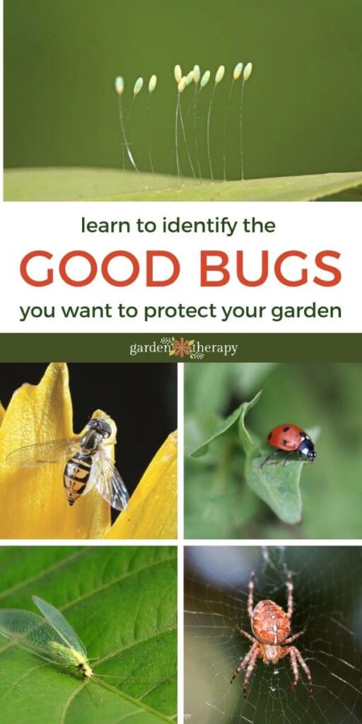 The Role Of Beneficial Insects In Your Garden The Role Of Beneficial Insects In Your Garden